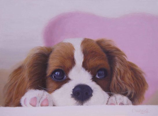 OL125-KCSpaniel-a