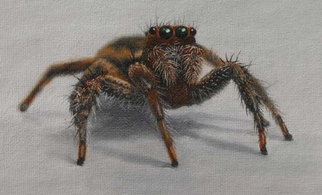 Spider